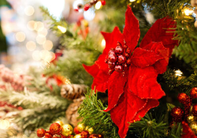 Poinsettia and mistletoe and holly are all great for Christmas decorations Pictures: Jill Wellington , Peggychoucair and Mariya Muschard from Pixabay