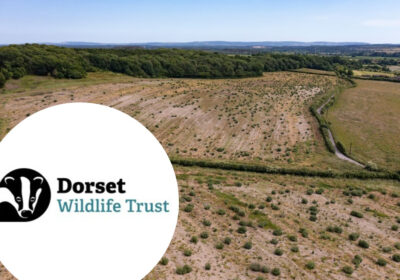Wild Woodbury Site in Bere Regis