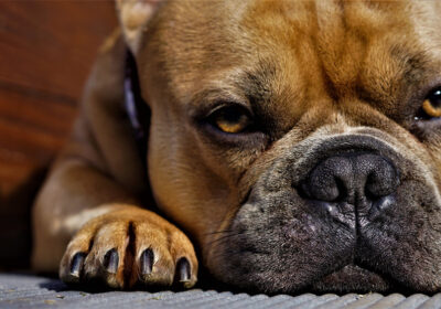 Bulldog