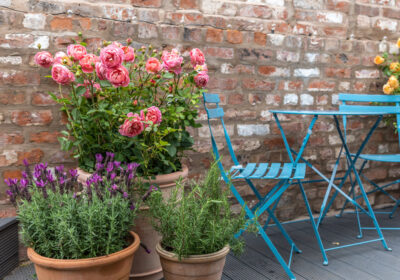 Many varieties of roses are also suited to be grown in pots and containers