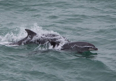 Marine watchers are being recruited to support a project investigating the behaviours of marine mammals off Durlston Country Park PHOTO: Dorian Mason
