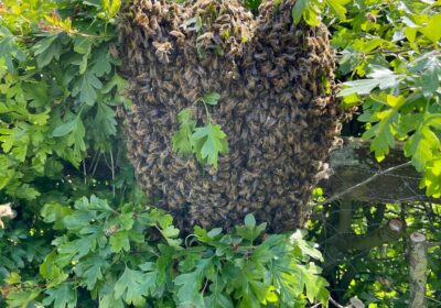 Swarms of bees can between 1,500 and 30,000 insects
