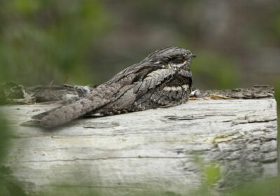A nightjar adult roosts during daylight hours perched on a log, relying on camouflage and immobility for disguise PHOTO: Andy Hay