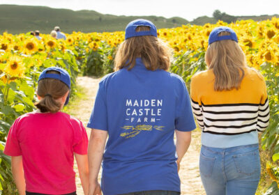 The Dorset Sunflower Trail opens on July 28 at Maiden Castle Farm near Dorchester