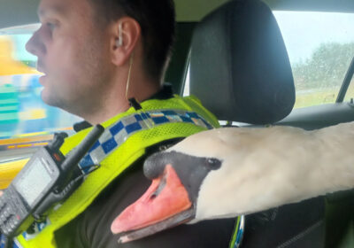 The swan in the back seat after being rescued...