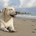 Dogs are banned from certain beaches in Dorset