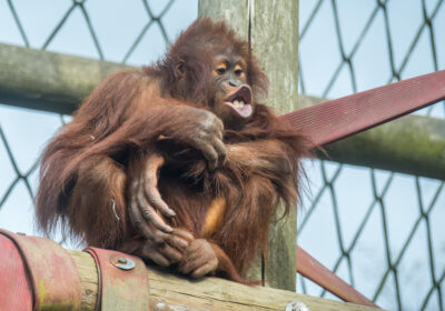 Orphaned orangutan Kayan joined the park in early 2023 | ©MonkeyWorld