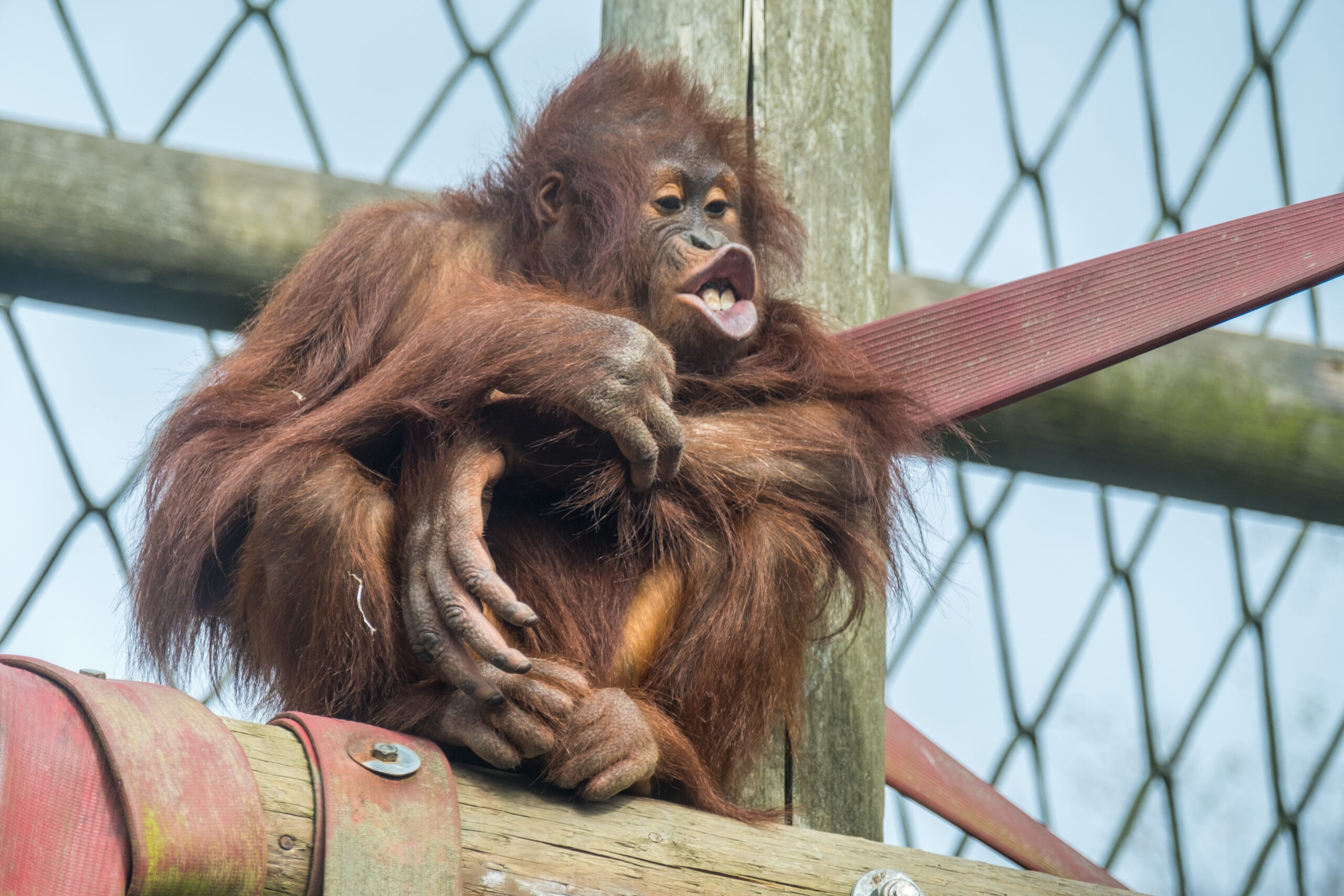 Monkey Life Series Wareham Show Is Back This Sunday The Purbeck