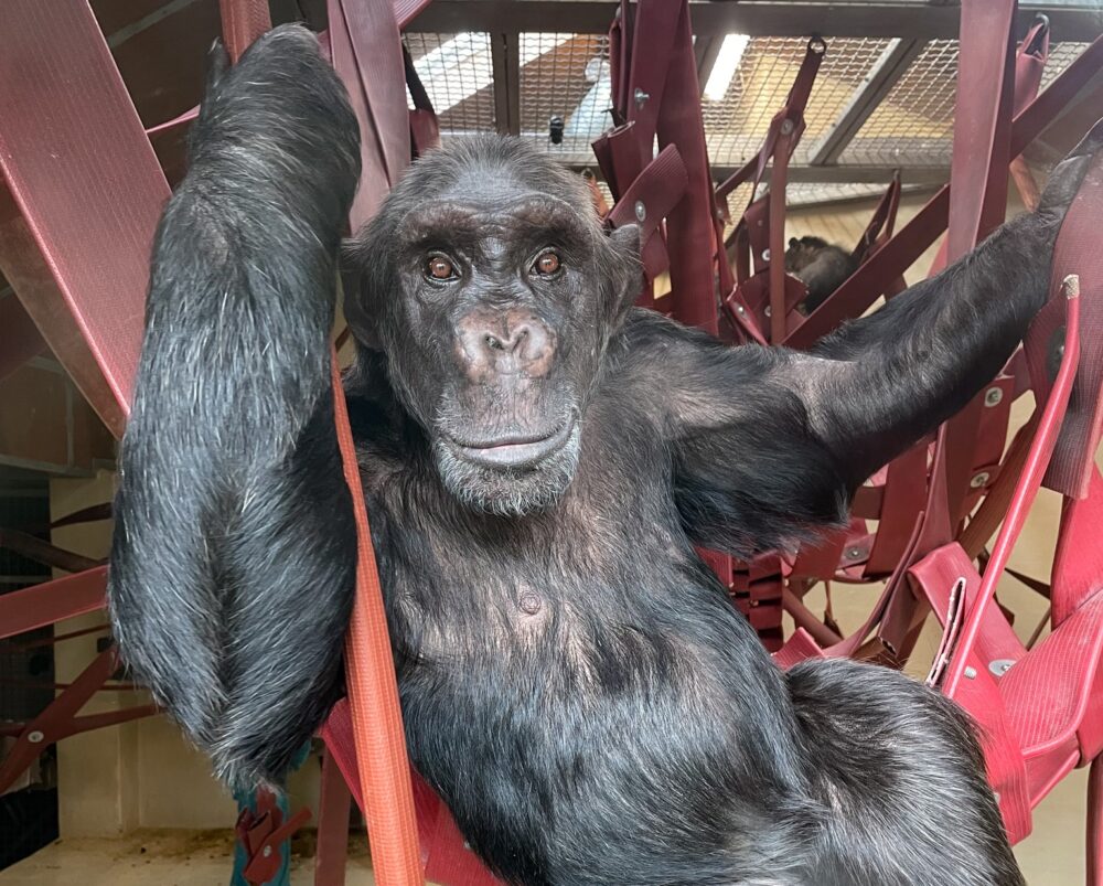 Rescued chimpanzee Naree “hanging out” at Monkey World ©MonkeyWorld