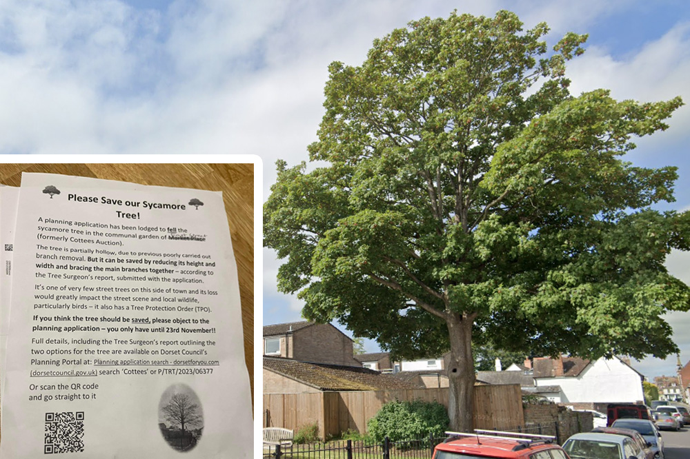 Fliers have been printed to oppose the felling of this sycamore