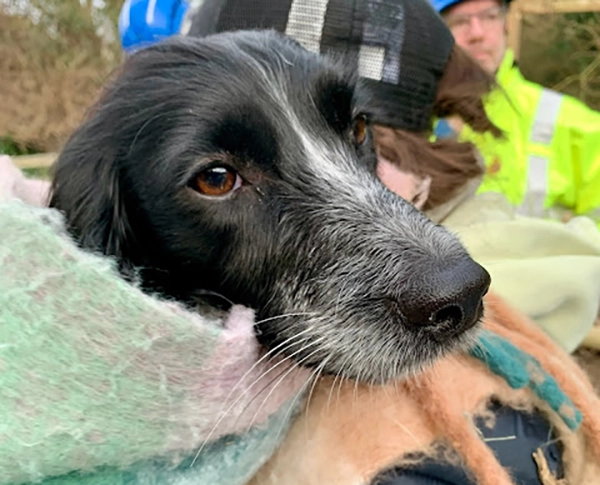 Lillii the dog was rescued after a fall from Old Harry. Picture: Swanage Coastguard