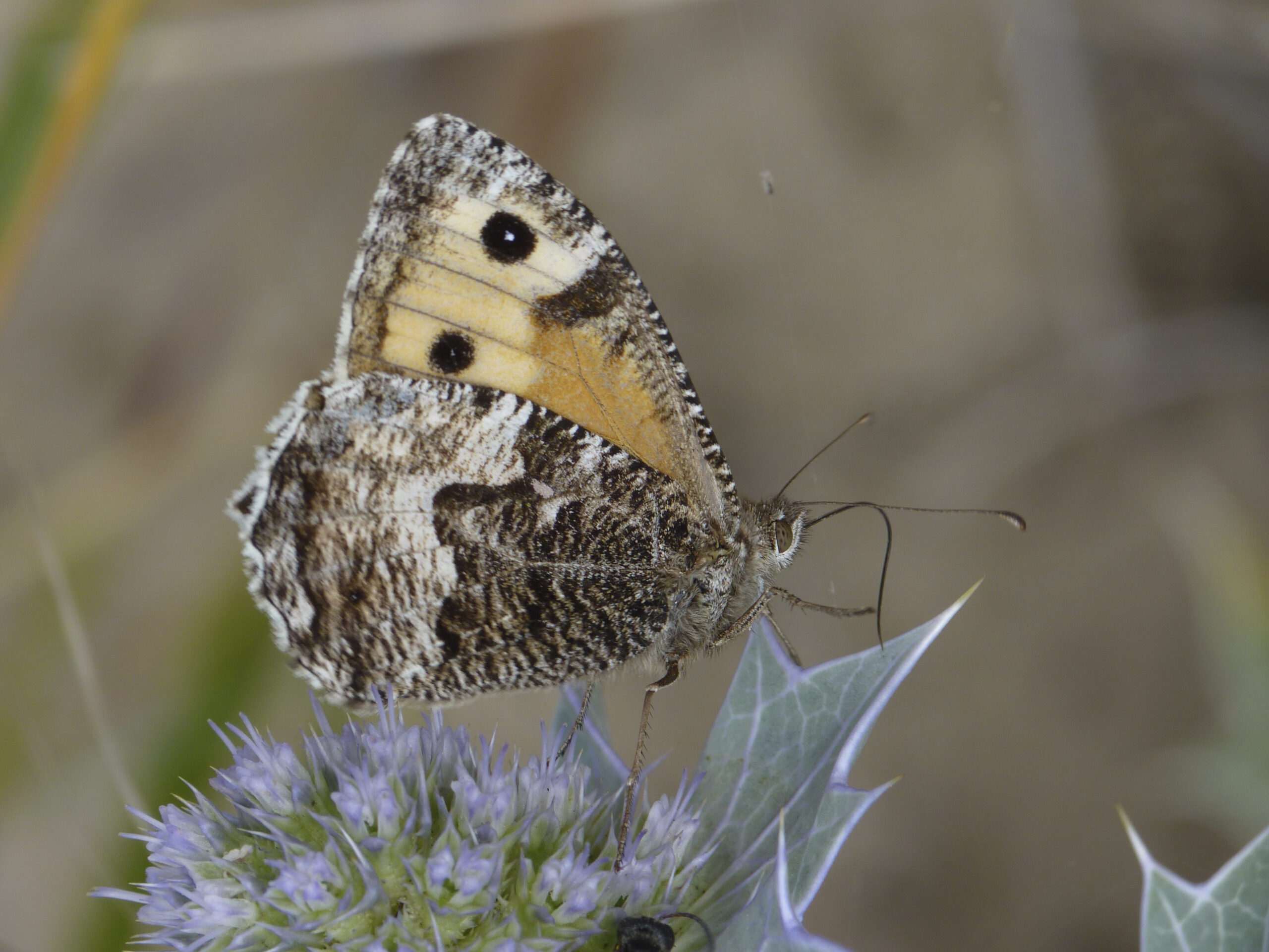 Grayling butterfly. Picture: National Trust, Mark Singleton