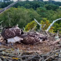 The fledgling (left) flew to a nearby tree for its first outing Picture: Birds of Poole Harbour 