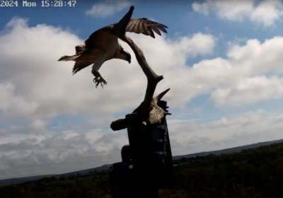 The last chick took flight on Monday afternoon Picture: Birds of Poole Harbour