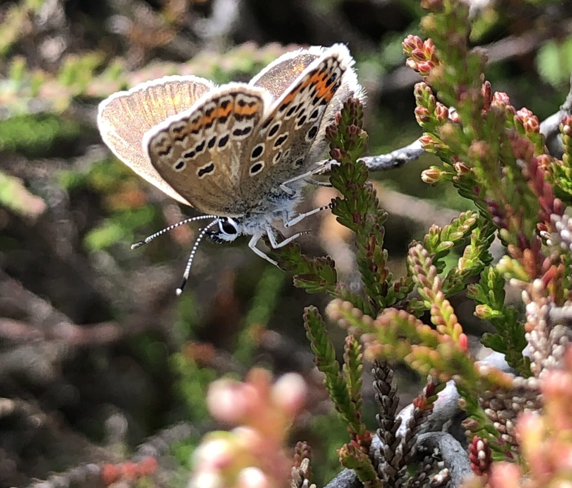 Silver Studded Blue butterfly, female. Picture: Mike Wenham