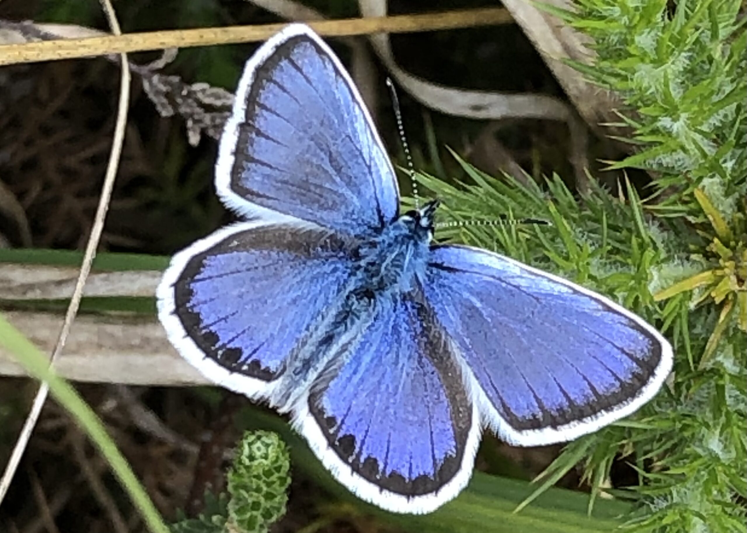 Silver Studded Blue butterfly, male. Picture: Mike Wenham