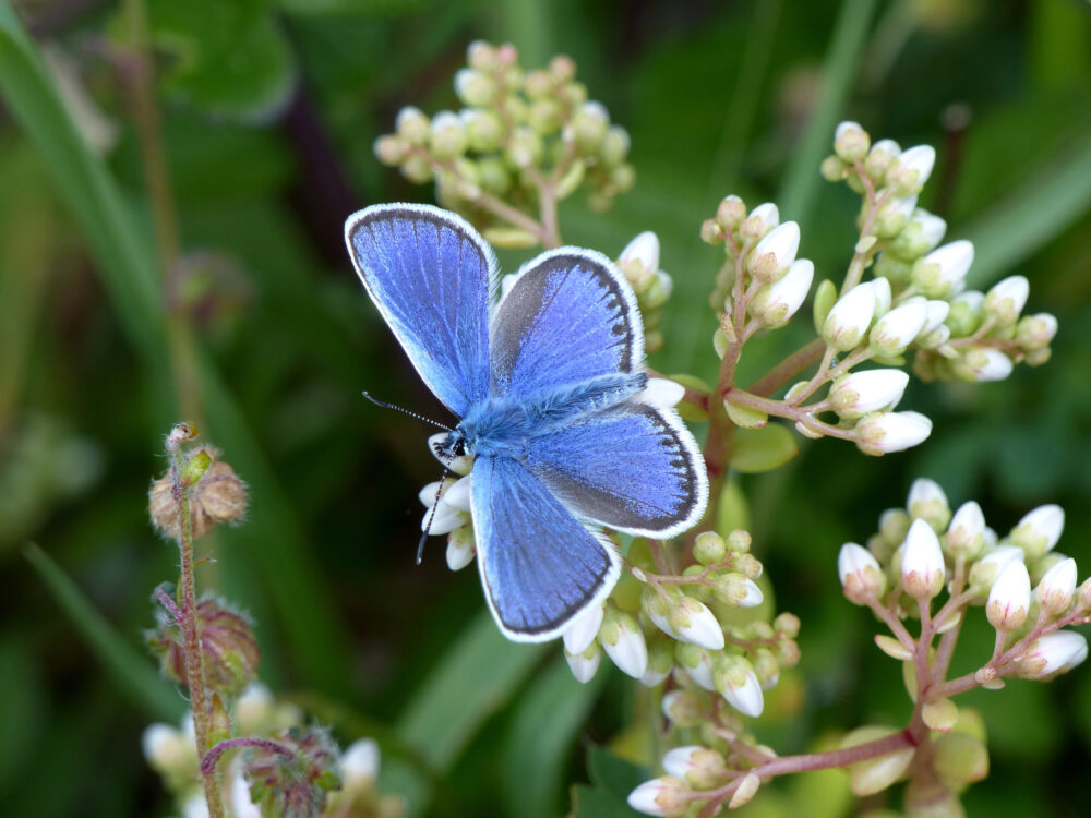 Silver Studded Blue butterfly, male. Picture National Trust Images, Matthew Oates