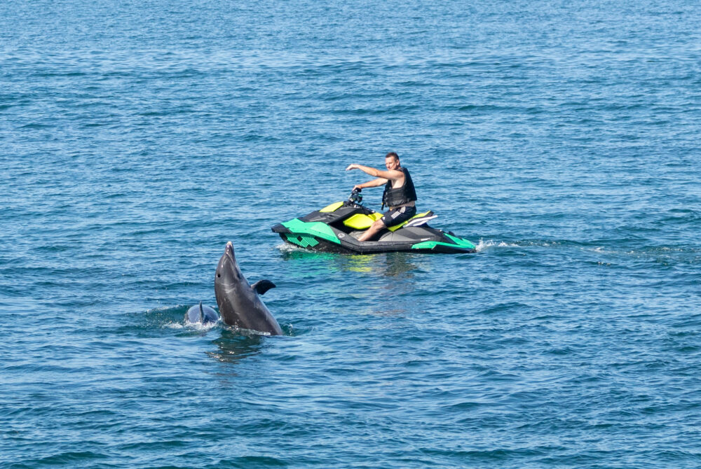 The dolphins put on a show for onlookers Picture and words: Adam Duckett