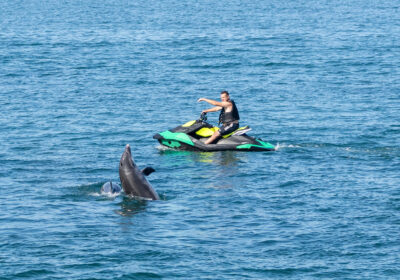 The dolphins put on a show for onlookers Picture and words: Adam Duckett