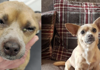 Dolly is thankfully living a much better life following her abuse Picture: RSPCA