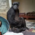 Chocolat's right hand and foot are paralysed from bullet wounds sustained as a baby clinging to her mother Picture: Monkey World