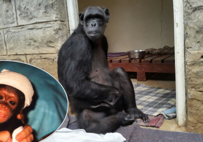 Chocolat's right hand and foot are paralysed from bullet wounds sustained as a baby clinging to her mother Picture: Monkey World