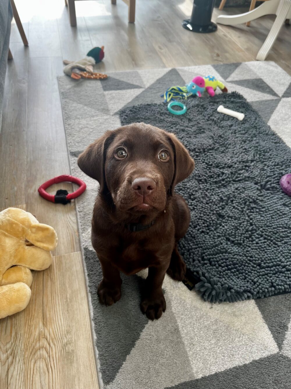 Robin is being trained in Dorset Picture: Guide Dogs