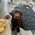 Robin is being trained in Dorset Picture: Guide Dogs