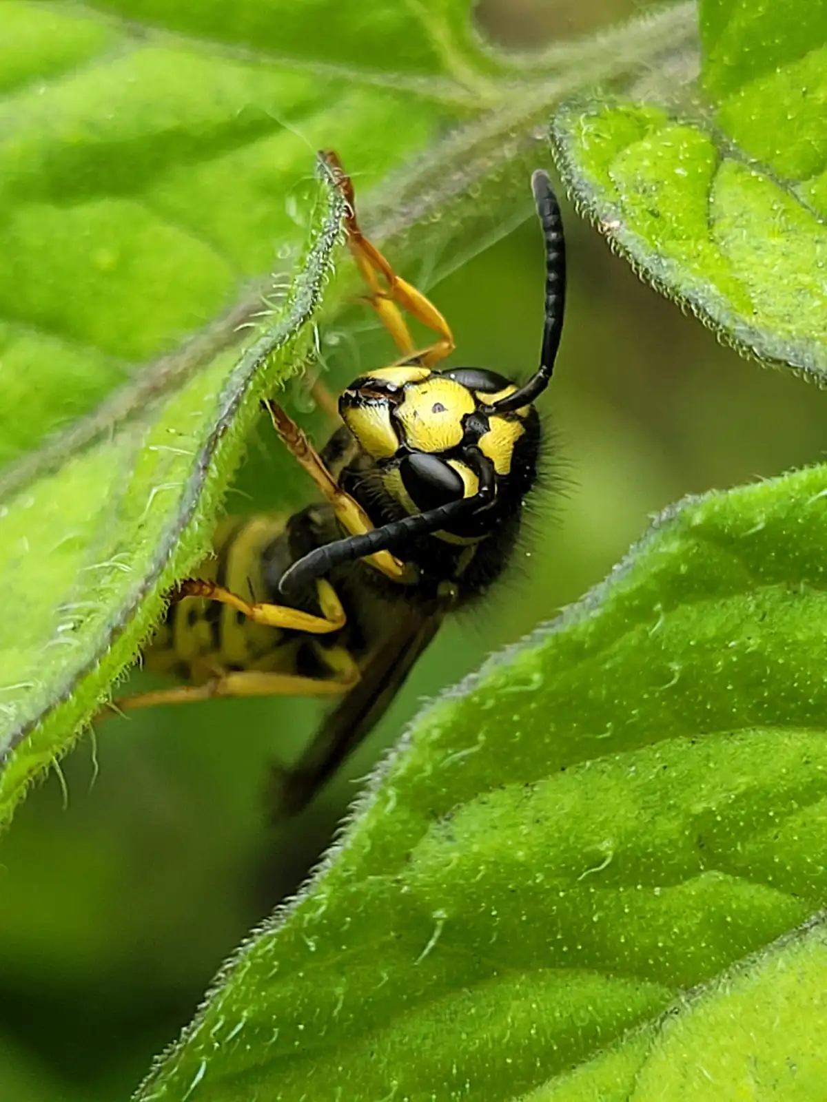 Daisy Pipe, from Wareham, won the 16-18 mobile category of the RSPCA Young Photographer Awards 2024 with this image