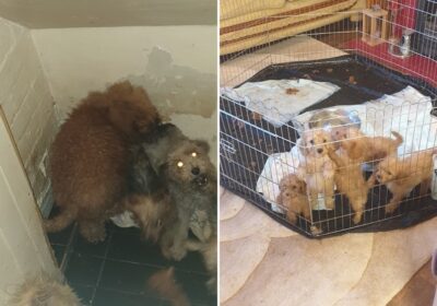 Puppies were found cramped in an area under the stairs Picture: Dorset Council