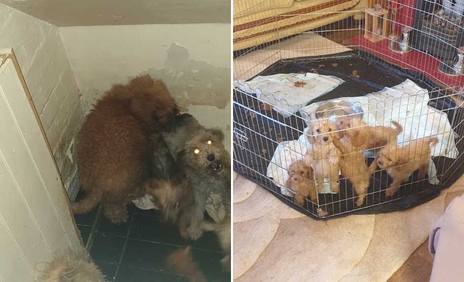 Puppies were found cramped in an area under the stairs Picture: Dorset Council