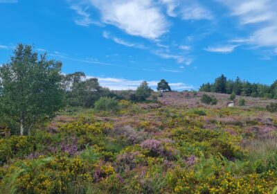 The Great Ovens Nature Reserve Picture: Dorset Heaths Partnership