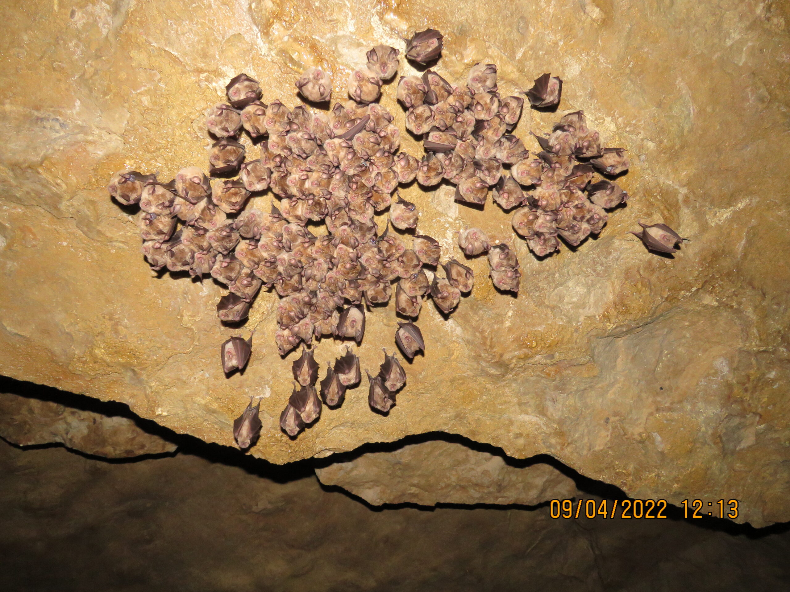 Greater horseshoe bats Picture: Nick Tomlinson/National Trust