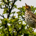 The project will restore prime habitats for songbirds Picture: National Trust