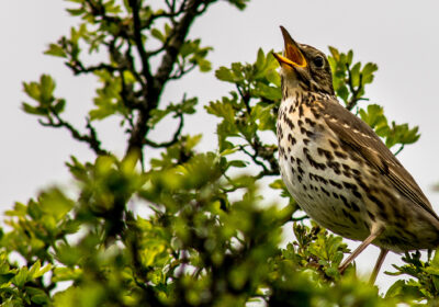 The project will restore prime habitats for songbirds Picture: National Trust