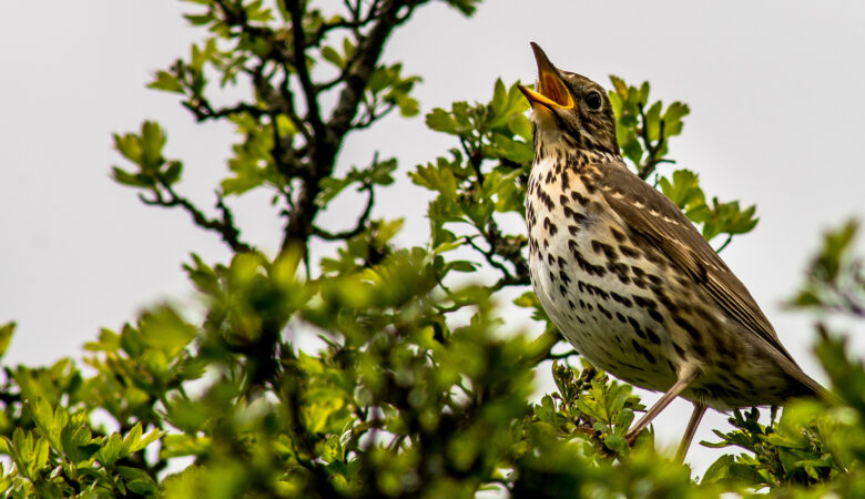 The project will restore prime habitats for songbirds Picture: National Trust