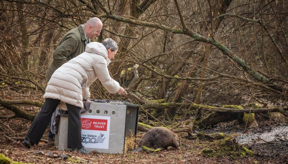 The beavers were driven down from Scotland before being let loose in Studland Picture: National Trust