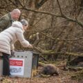 The beavers were driven down from Scotland before being let loose in Studland Picture: National Trust