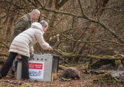 The beavers were driven down from Scotland before being let loose in Studland Picture: National Trust