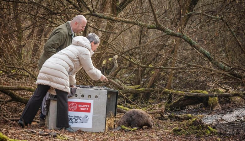 The beavers were driven down from Scotland before being let loose in Studland Picture: National Trust