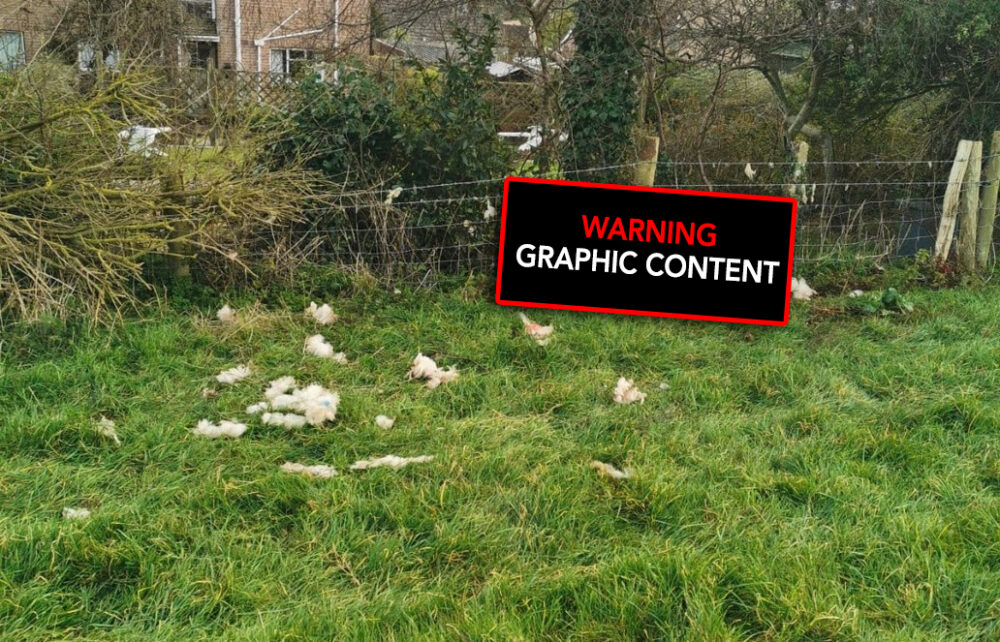 The attack was described as brutal by police Picture: Dorset Police Rural Crime Team