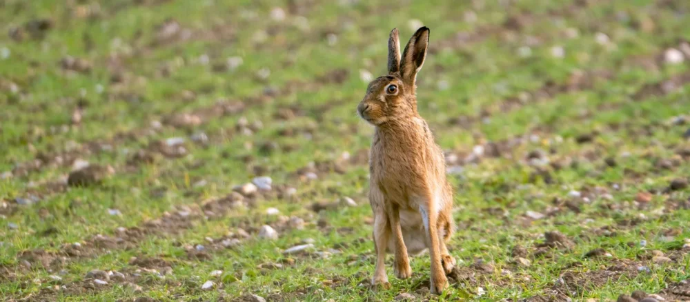 The hare was set on by a lurcher-type dog before being discarded in a ditch Picture: National Trust Images/Rob Coleman