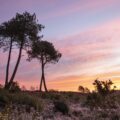 An order banning the lighting of fires and barbecues had been expanded to cover more areas of the county's heathland and forests in a bid to prevent wildfires Picture: Dorset Council