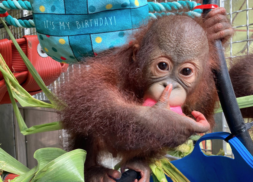Sibu on his birthday Picture: Monkey World