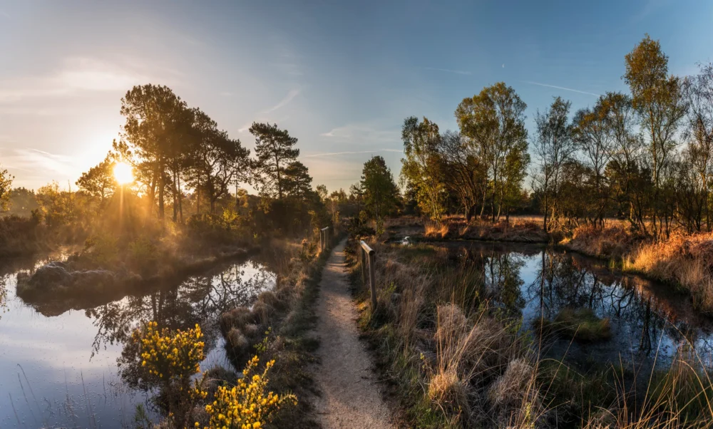 The ponds at Arne Picture: RDPB