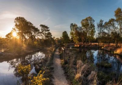 The ponds at Arne Picture: RDPB