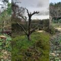 The state the garden was left in after the rogue traders "work" Picture: Dorset Council