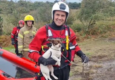 Ozzie was rescued by teams using a sled Picture: DWFR