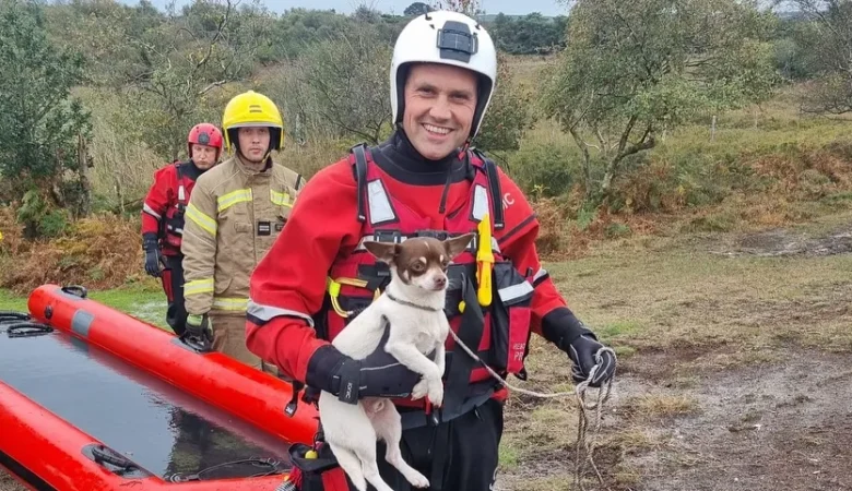 Ozzie was rescued by teams using a sled Picture: DWFR