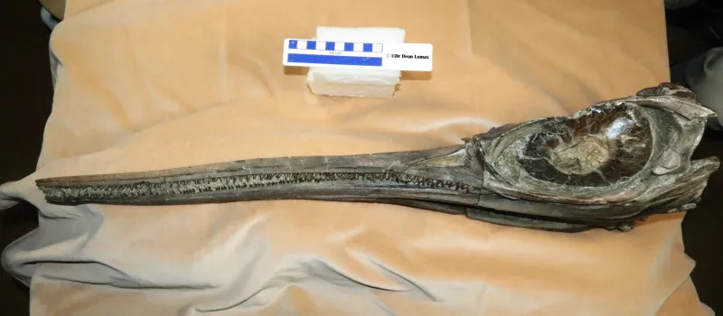 A close-up of the skull of the newly named sword dragon ichthyosaur, Xiphodracon goldencapensis Picture: Dr Dean Lomax